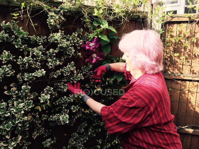 Mulher sênior com jardinagem cabelo rosa — Fotografia de Stock