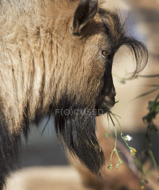 Close-up Retrato de cabra no fundo borrado natural — Fotografia de Stock