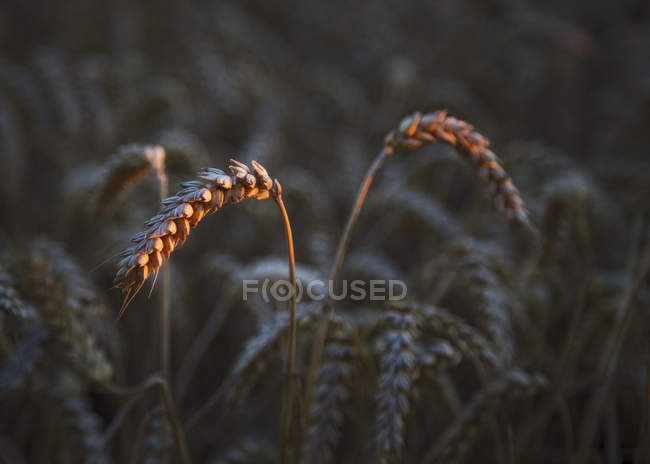 Champ de blé au coucher du soleil, Cambridge, Angleterre, Royaume-Uni — Photo de stock