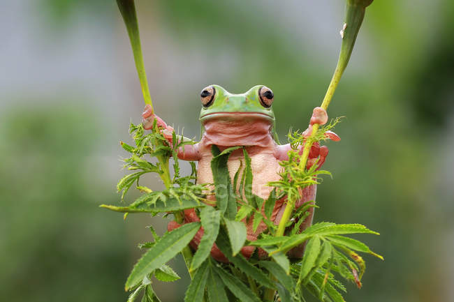 Солодка деревна жаба тримається на рослині, вид крупним планом — стокове фото
