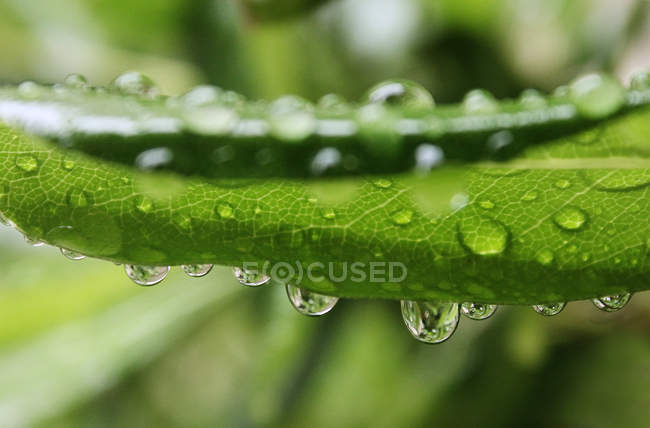Экстремальный вид капель дождя на листе крупным планом — стоковое фото