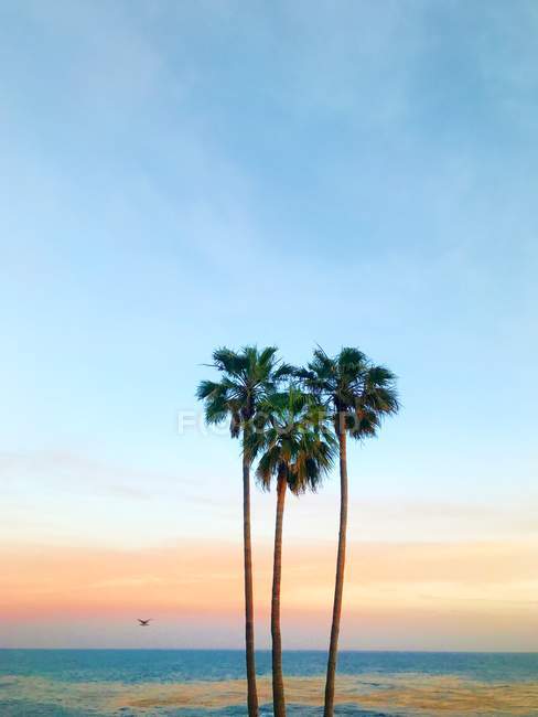 Three palm trees in the shape of a heart, Laguna Beach, Orange County, California, America, USA — Stock Photo