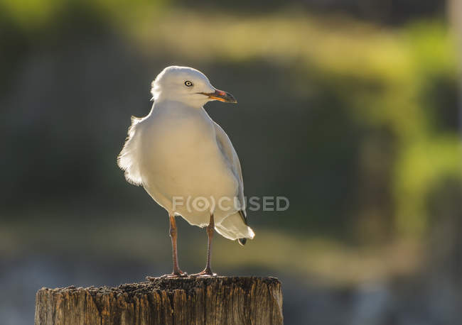 Seagull standing on a wooden post against blurred background — Stock Photo