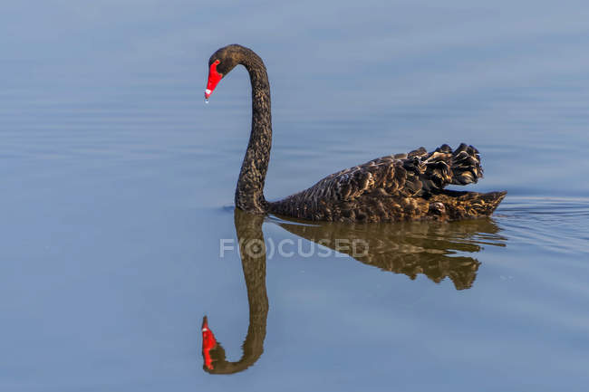 Vista ravvicinata del cigno nero in un fiume con riflesso — Foto stock