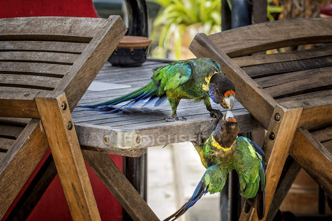 Deux perroquets à encolure annulaire sur une table en bois — Photo de stock