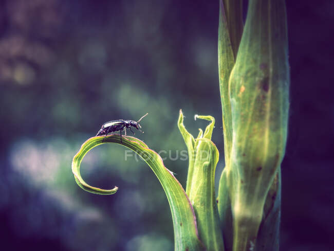 Käfer auf einer Pflanze, Bulgarien — Stockfoto