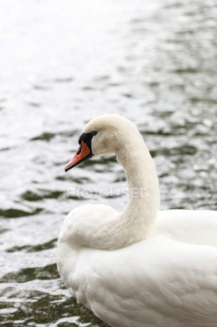 Portrait of a swan swimming in calm water — Stock Photo