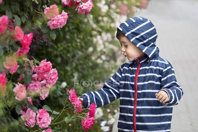 Мальчик смотрит на розы в саду — стоковое фото