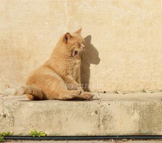 Gato sentado ao sol bocejando, vista close-up — Fotografia de Stock