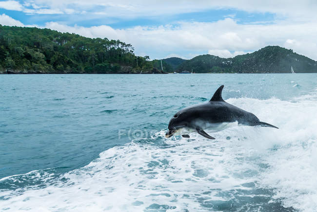 Dolphin jumping out of the ocean in the wake of a boat, Bay of Islands, North Island, New Zealand — Stock Photo
