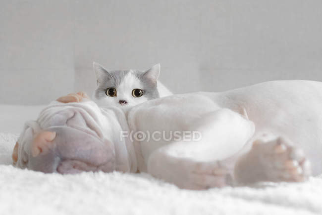 British shorthair cat sitting by a sleeping shar pei dog — Stock Photo