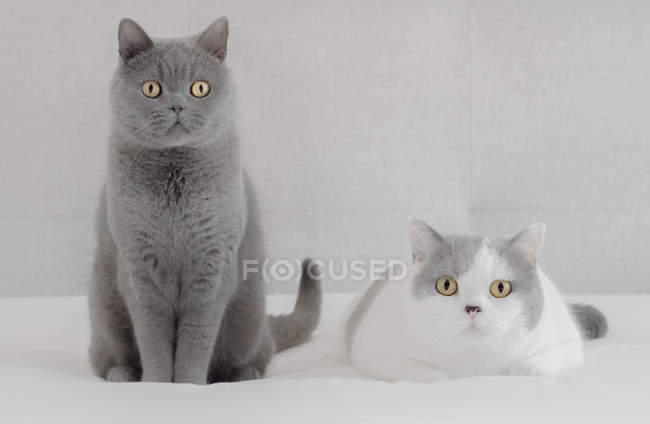 Britisch blaue Katze und britisch kurzhaarige Katze sitzen nebeneinander — Stockfoto
