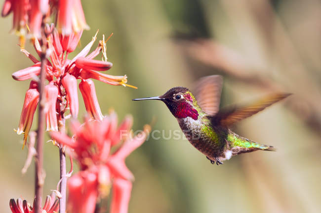 Closeup view of Hummingbird hovering by Aloe flowers — Stock Photo