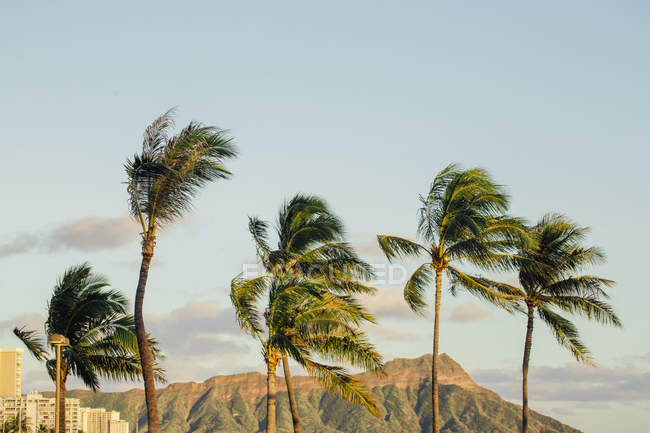 Vista panorámica de las palmeras y el cráter Diamond Head, Waikiki Beach, Hawaii, América, EE.UU. - foto de stock