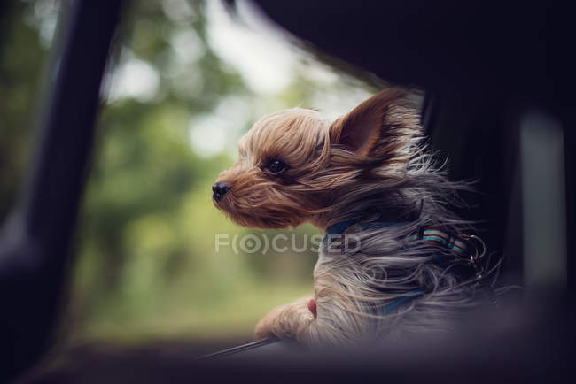 Chien Yorkie balayé par le vent regardant par la fenêtre d'une voiture — Photo de stock