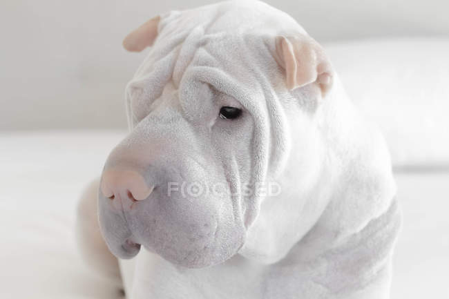 Retrato de um cão shar-pei, vista close-up — Fotografia de Stock