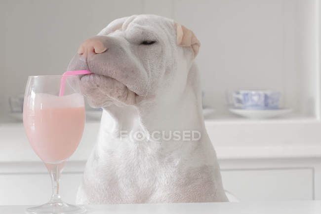Шар-пей собака пьет молочный коктейль через соломинку — стоковое фото