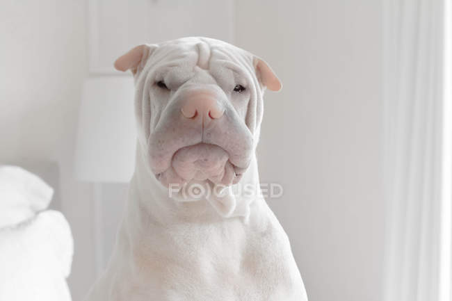 Portrait d'un chien de Shar-pei, vue rapprochée — Photo de stock