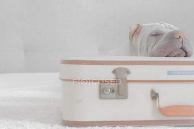 Shar-pei Hund schläft auf Koffer, Nahaufnahme — Stockfoto