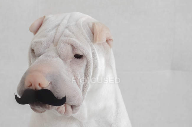 Shar-pei dog wearing a moustache, closeup view — Stock Photo