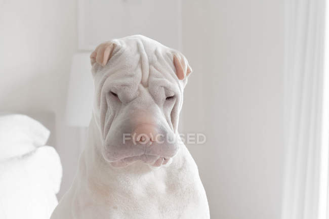 Портрет собаки Шар-Пей, вид крупным планом — стоковое фото
