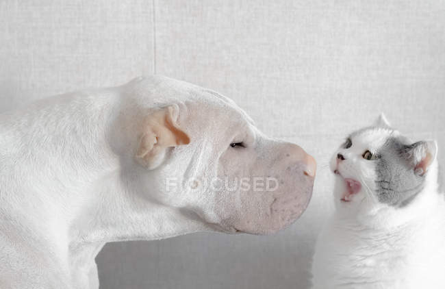 Shar-pei perro cara a cara con un británico taquigrafía gato - foto de stock