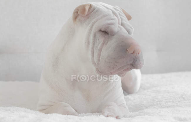 Shar-pei cão dormindo em uma cama, vista close-up — Fotografia de Stock