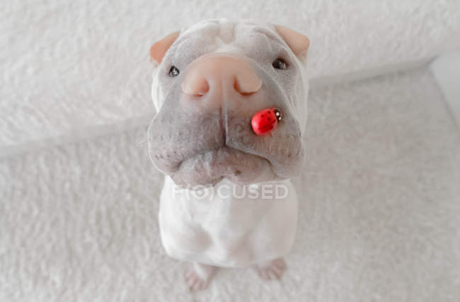 Shar-pei dog with a lady bug on it's nose, closeup view — Stock Photo