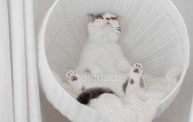 Британская короткошерстная кошка сидит в кошачьей корзине, вид крупным планом — стоковое фото