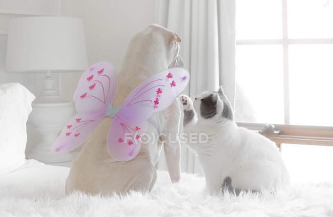Shar-pei perro usando mariposa alas jugando con un británico taquigrafía gato - foto de stock