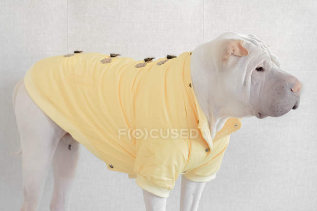 Shar-pei cão vestindo capa de chuva, vista close-up — Fotografia de Stock