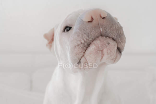 Retrato de um cão shar-pei farejando ar, vista close-up — Fotografia de Stock