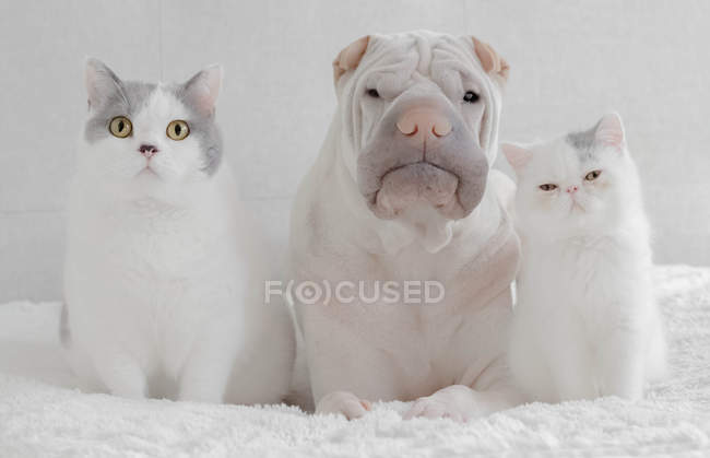 Shar-pei perro sentado con un británico taquigrafía gato y un exótico taquigrafía gatito - foto de stock