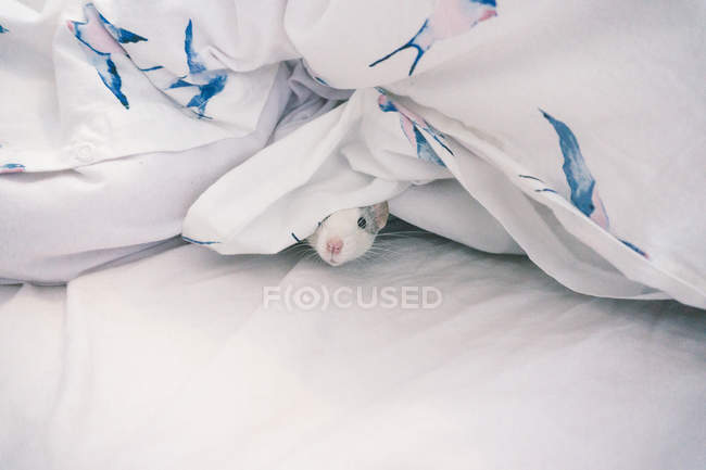 Dumbo fancy rat hiding under a duvet — Stock Photo