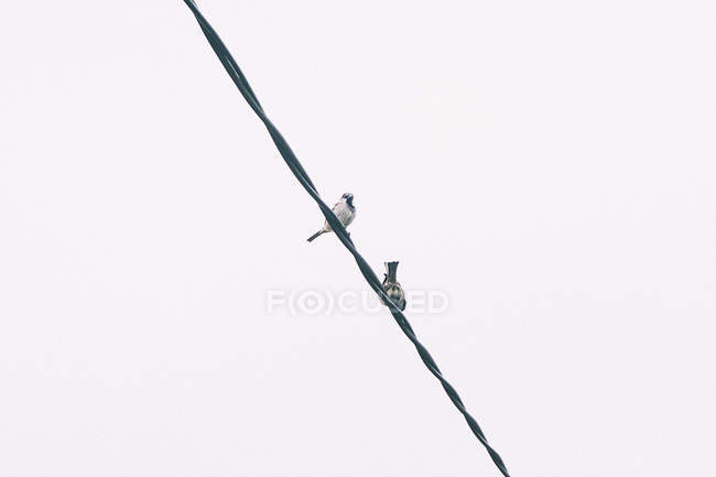 Vista panoramica di due passeri seduti su filo — Foto stock
