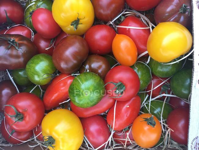 Вид зверху на свіжі різнокольорові помідори — стокове фото