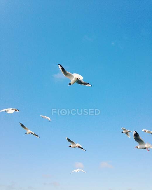 Vista panorámica de las gaviotas que vuelan en el cielo - foto de stock