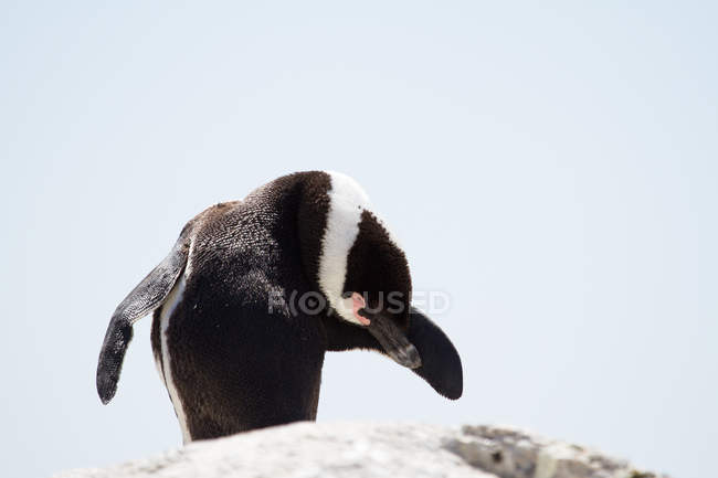 Vista de cerca de pingüino Jackass en la naturaleza salvaje - foto de stock