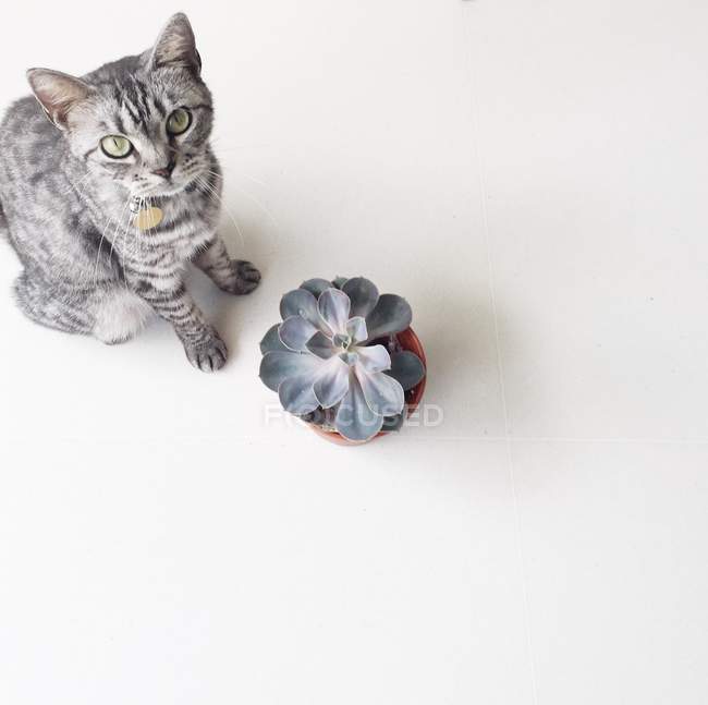 Cinza listrado americano gato shorthair sentado por uma planta suculenta — Fotografia de Stock