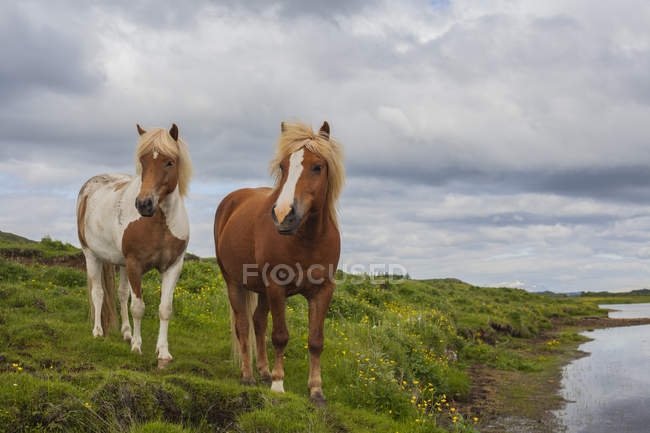 Vista panorámica de dos caballos en un campo, Islandia - foto de stock