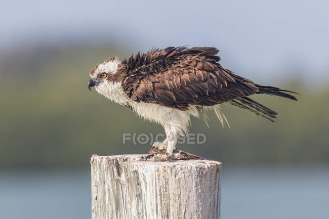 Osprey with a catch of fish against blurred background — Stock Photo