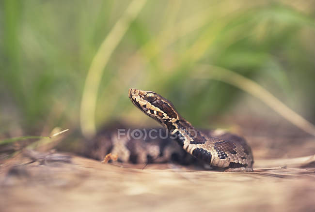 Vista laterale del serpente di cotone giovanile, messa a fuoco selettiva — Foto stock