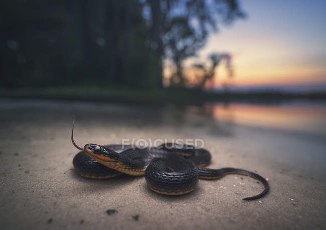 Primo piano vista del serpente gambero sulla spiaggia, messa a fuoco selettiva — Foto stock