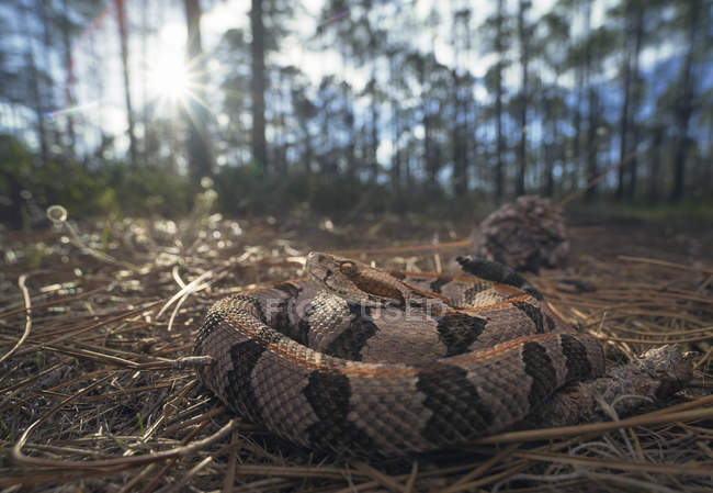Serpent à sonnette dans la forêt de pins, foyer sélectif — Photo de stock