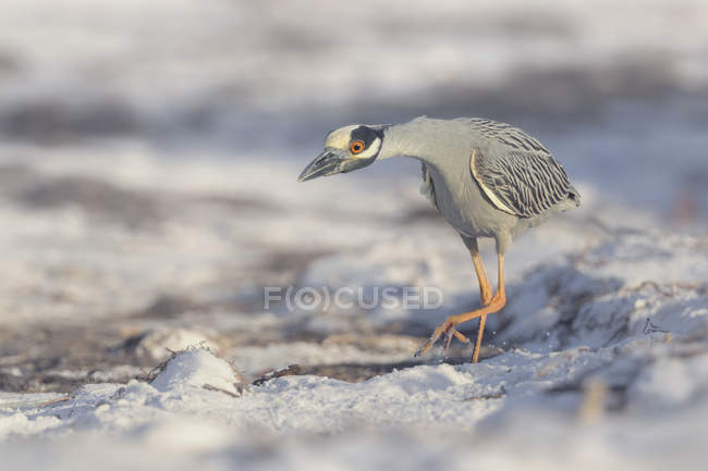 Yellow-crowned night heron hunting on a sandy beach, against blurred background — Stock Photo