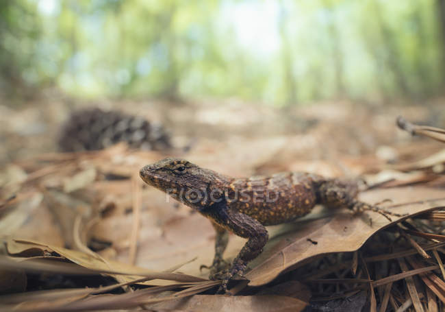 Crawling small Eastern fence lizard, closeup view, selective focus — Stock Photo
