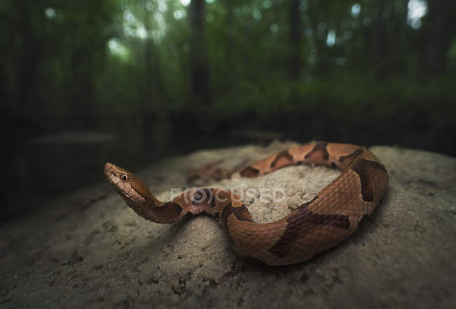 Serpente de cabeça de cobre do Sul em um banco de areia por um fluxo — Fotografia de Stock