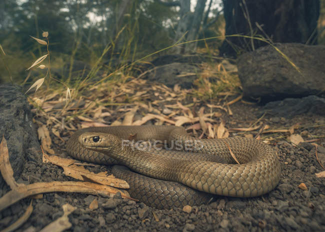 Вид крупным планом на восточную коричневую змею в лесу — стоковое фото
