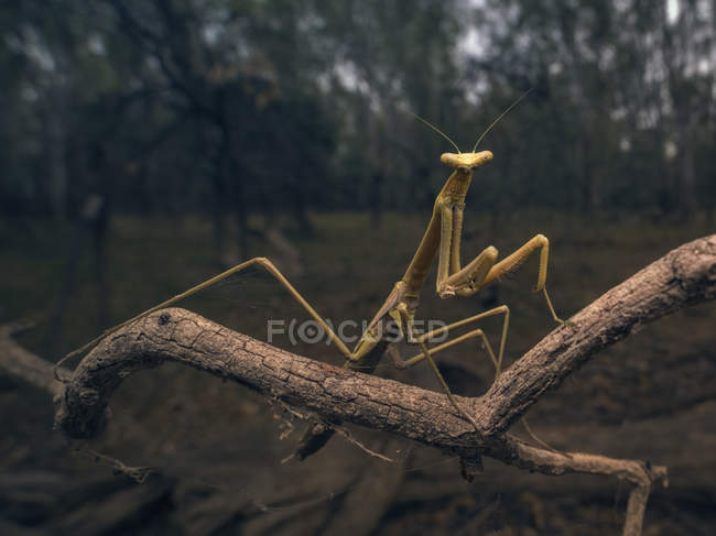 Stick insect on branch at dusk, closeup view — Stock Photo
