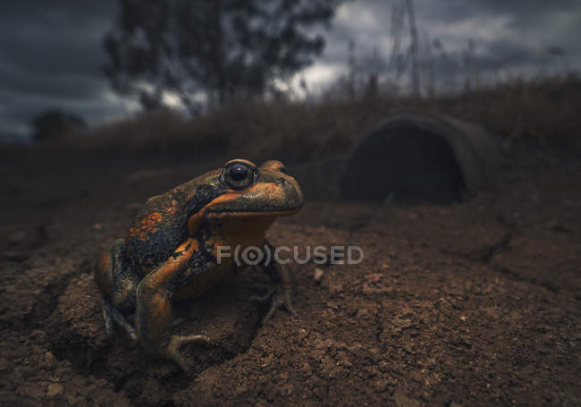 Гігантська жаба банджо, крупним планом зору в природі — стокове фото